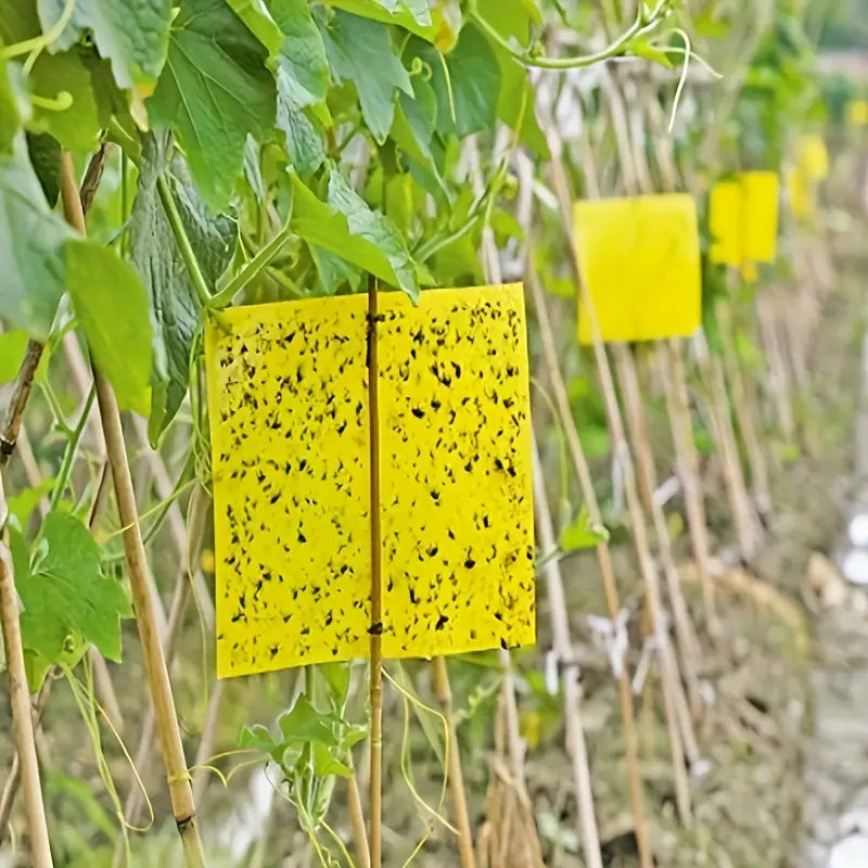 Pièges à insectes volants double face 50 pièces