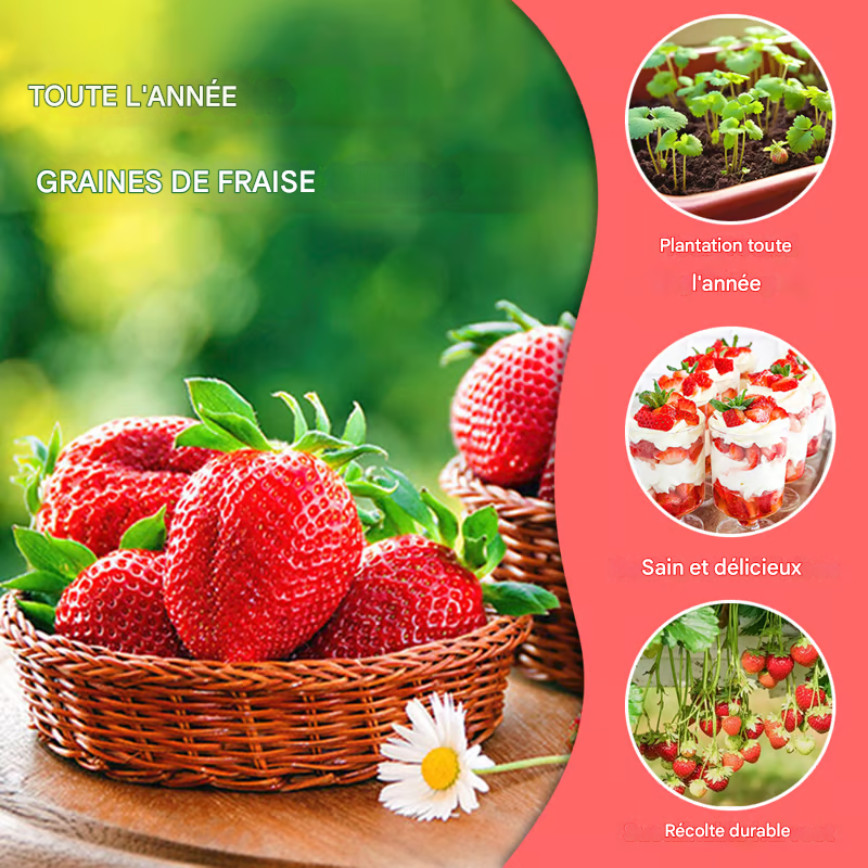 Graines de Fraise 200 semences